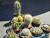 10 assorted cacti plants- PACK22