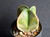 Astrophytum myriostigma variegated #AMV403