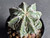 Astrophytum myriostigma cv fukuryu - #115