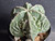 Astrophytum myriostigma cv fukuryu - #114