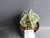 Astrophytum myriostigma cv fukuryu - #112