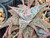Aloe hybrid 'Christmas Cracker' succulent plant Australia