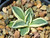 Agave parryi patonii cv Merico