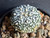 Astrophytum asterias cv superkabuto #ASK44
