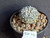 Astrophytum asterias cv superkabuto #ASK44