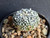 Astrophytum asterias cv superkabuto #ASK44