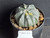 Astrophytum coahuilense hybrid variegated  #COAH24