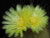 Parodia lenninghausii in flower Parodia lenninghausii in flower