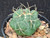 Thelocactus heterochromus v longispinus cactus plant