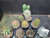 10 assorted cacti plants- PACK24