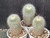 Parodia lenninghausii cv albispina