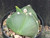 Astrophytum myriostigma v tricostatum #AMYRT4