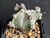 Astrophytum myriostigma f proliferum- #AMP7
