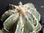 Astrophytum myriostigma cv fukuryu f proliferum- #AMP8