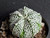 Astrophytum coahuilense hybrid  #ACH109