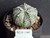 Astrophytum coahuilense hybrid  #ACH109