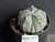 Astrophytum coahuilense hybrid  #ACH107