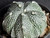Astrophytum coahuilense hybrid  #ACH107