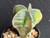 Astrophytum myriostigma variegated #AMV54
