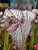 Sarracenia Leucophylla- Tall white with red veins