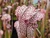Sarracenia - Mid strong red thick veins