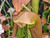 Sarracenia - SMXOCPP