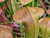 Sarracenia - SMXOCPP