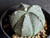 Astrophytum coahuilense hybrid  #ACH113