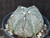 Astrophytum coahuilense hybrid  #ACH113
