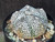 Astrophytum coahuilense hybrid  #ACH114