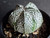 Astrophytum coahuilense hybrid  #ACH115