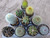 10 assorted cacti plants- PACK#51