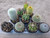 10 assorted cacti plants- PACK#51