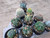 10 assorted cacti plants- PACK#53