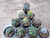 10 assorted cacti plants- PACK#53