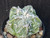 Astrophytum myriostigma cv fukuryu - #135