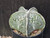 Astrophytum myriostigma cv fukuryu - #136