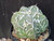 Astrophytum myriostigma cv fukuryu - #137