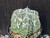 Astrophytum myriostigma cv fukuryu - #137