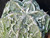 Astrophytum myriostigma cv fukuryu - #137