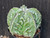 Astrophytum myriostigma cv fukuryu - #138