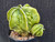 Astrophytum myriostigma cv fukuryu - #139