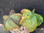 Astrophytum myriostigma cv fukuryu - #141