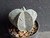 Astrophytum myriostigma cv onzuka - #815