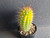 Variegated Thelegonus x Echinopsis mamillosa v subulata- #CACV1