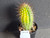 Variegated Thelegonus x Echinopsis mamillosa v subulata- #CACV2