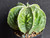 Astrophytum myriostigma cv fukuryu - #142