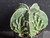 Astrophytum myriostigma cv fukuryu - #144