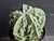 Astrophytum myriostigma cv fukuryu - #145
