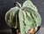 Astrophytum myriostigma cv fukuryu - #148